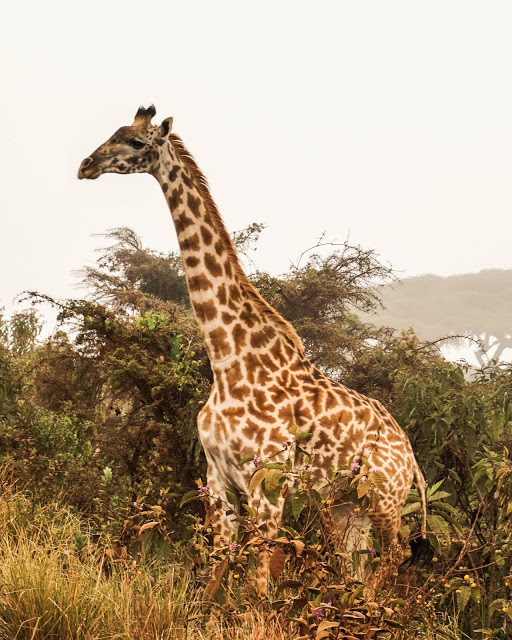 Malvina Dunder blog rozwój osobisty, relacje, podróże Afryka Tanzania safari Ngoro Ngoro krater żyrafy