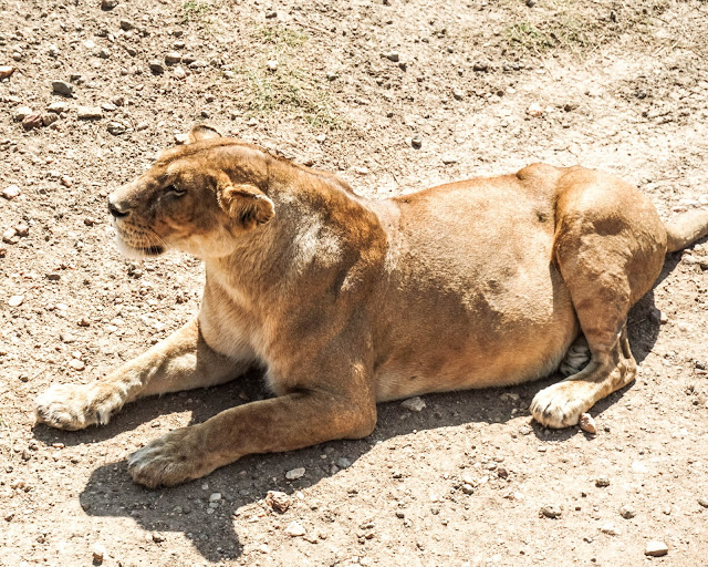 Lwica Serengeti Safari Afryka Malvina Dunder blog podróże Lwica Serengeti Safari Afryka Malvina Dunder blog podróże