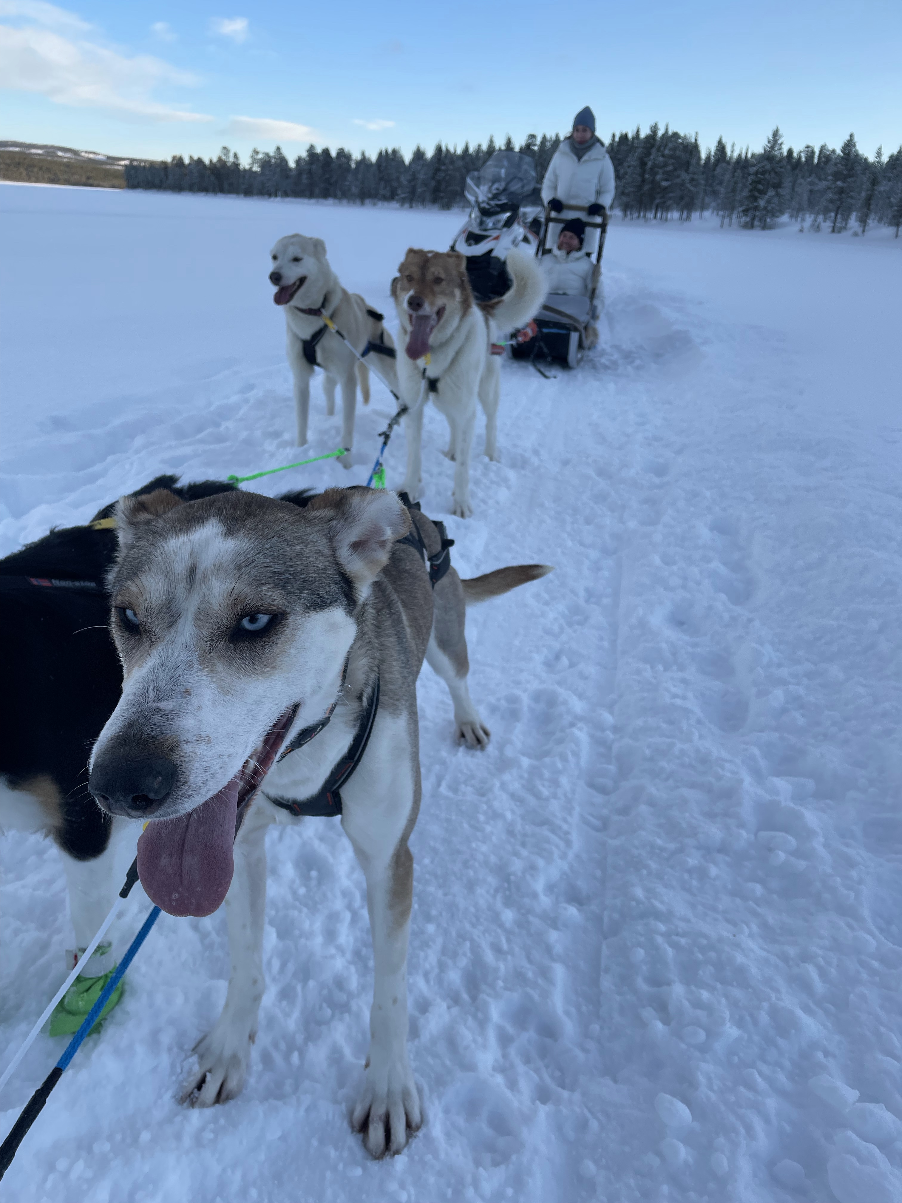 Zaprzęg psi, psów husky, Laponia, Finlandia, atrakcja, atrakcje, sanie, zima, śnieg, zwierzę mocy pies, znaczenie, przesłanie, symbolika, symbol, Kolorowe Bogate Soczyste, podróże, rozwój osobisty, Malvina Dunder