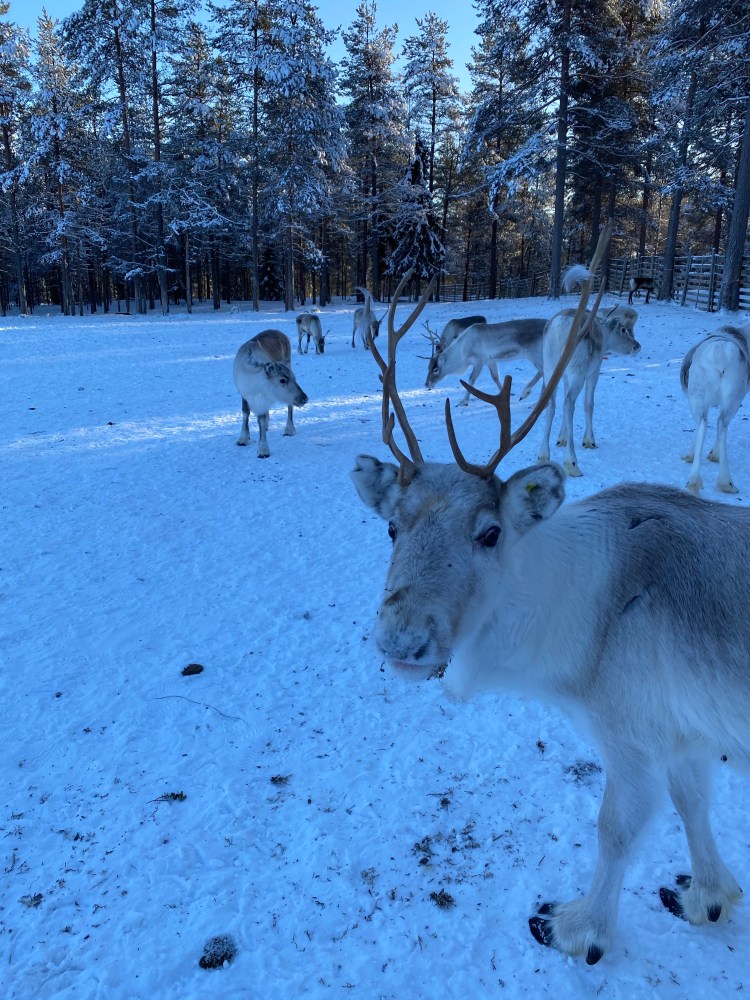 Renifery, renifer, przjażdżka, sanie, Laponia, Finlandia, Zwierzę Mocy Renifer, znaczenie, przesłanie, co to znaczy, symbolika, symbol, Kolorowe Bogate Soczyste, podróże,kobieca energia, relacje, rozwój osobisty, Malvina Dunder (2)