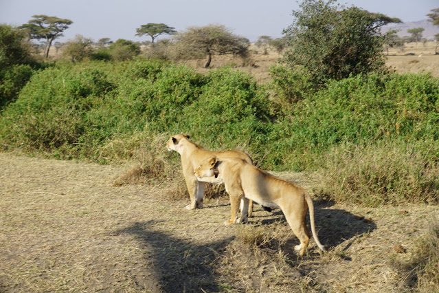 Lwice, safari Serengeti Tanzania, Afryka, blog Malvina Dunder Lwice, safari Serengeti Tanzania, Afryka, blog Malvina Dunder