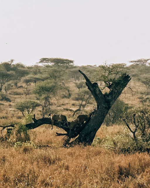 Malvina Dunder blog rozwój osobisty, relacje, podróże Afryka Tanzania safari Serengeti lwy