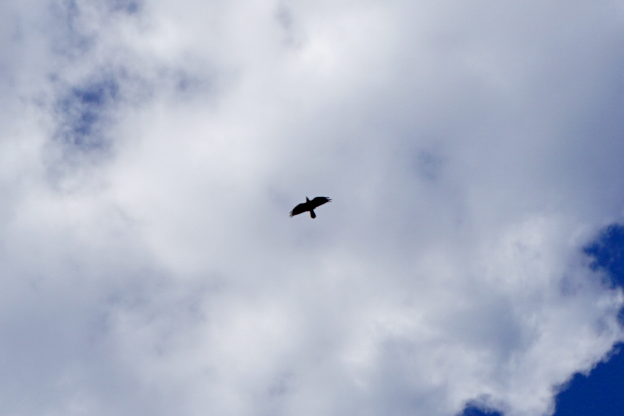 kruk, Angelo Kastro, Corfu, grecka wyspa, Grecja, blog podróż, Malvina Dunder