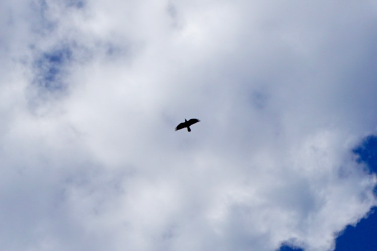 kruk, Angelo Kastro, Corfu, grecka wyspa, Grecja, blog podróż, Malvina Dunder