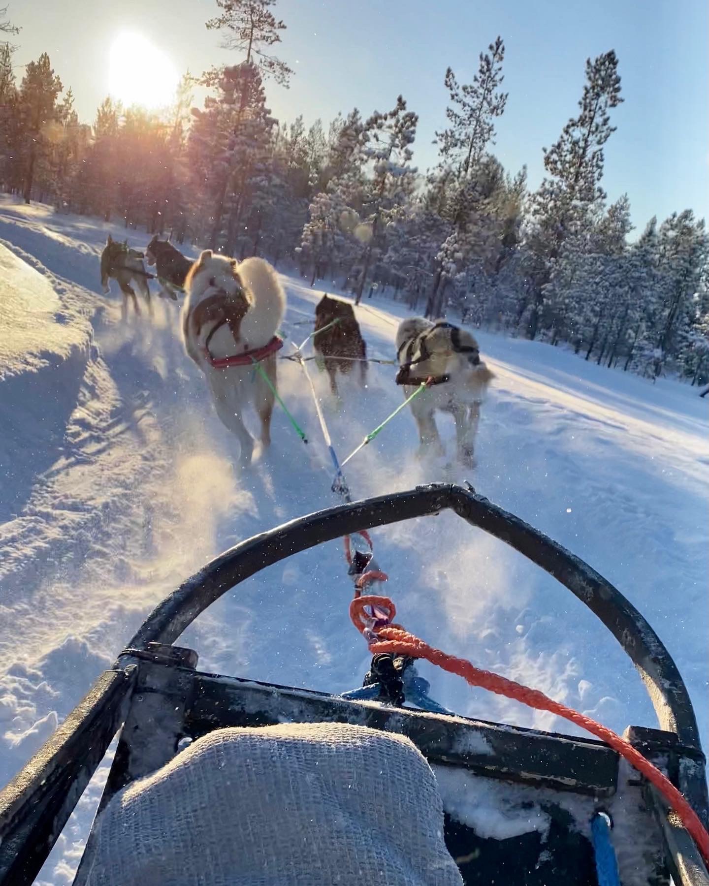 Zaprzęg psi, psów husky, Laponia, Finlandia, atrakcja, atrakcje, sanie, zima, śnieg, zwierzę mocy pies, znaczenie, przesłanie, symbolika, symbol, Kolorowe Bogate Soczyste, podróże, rozwój osobisty, Malvina Dunder