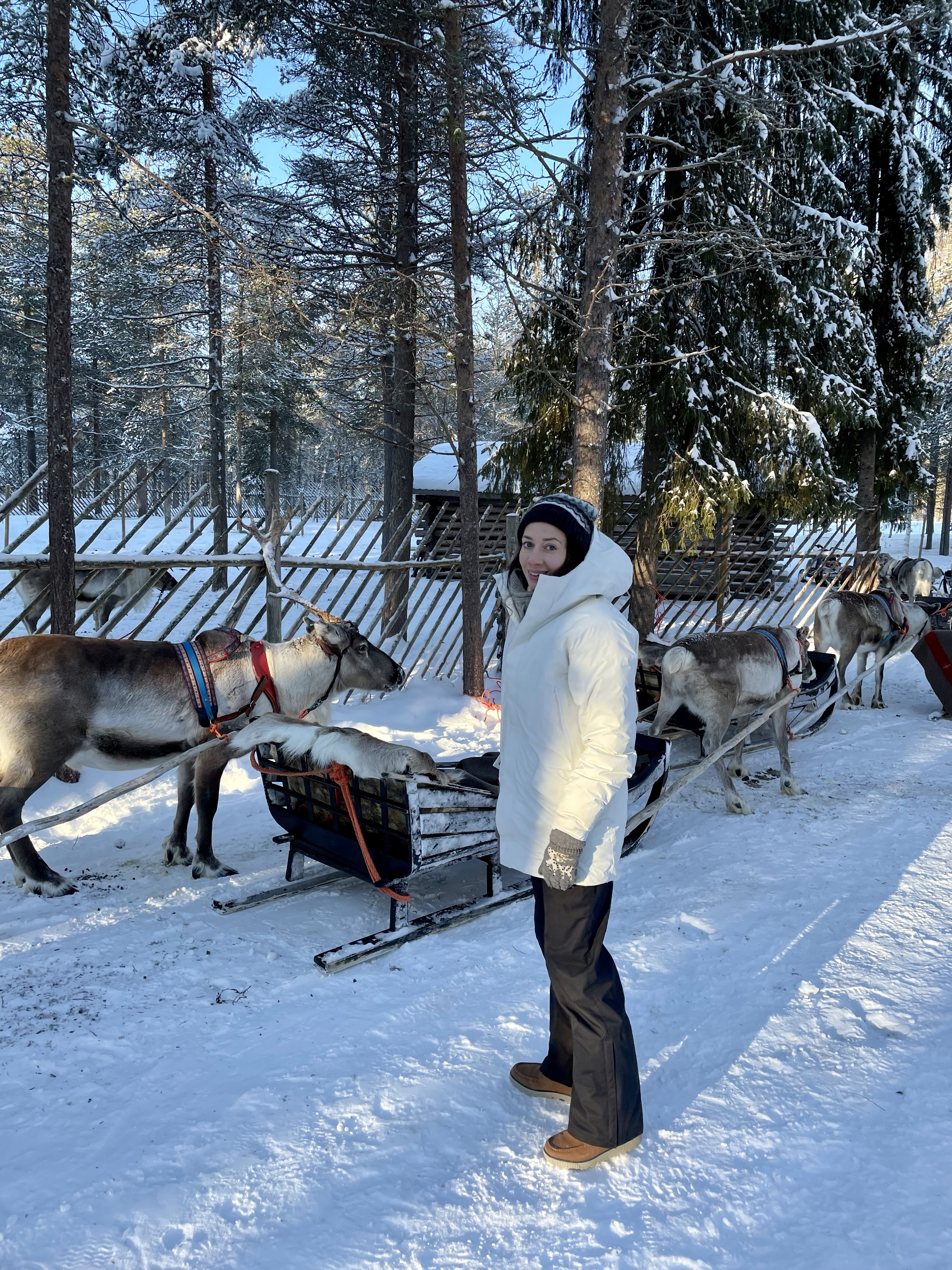 Renifery, renifer, przjażdżka, sanie, Laponia, Finlandia, Zwierzę Mocy Renifer, znaczenie, przesłanie, co to znaczy, symbolika, symbol, Kolorowe Bogate Soczyste, podróże,kobieca energia, relacje, rozwój osobisty, Malvina Dunder (2)