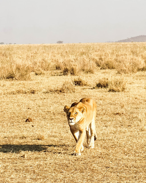 Malvina Dunder blog rozwój osobisty, relacje, podróże Afryka Tanzania safari Serengeti lwica poluje