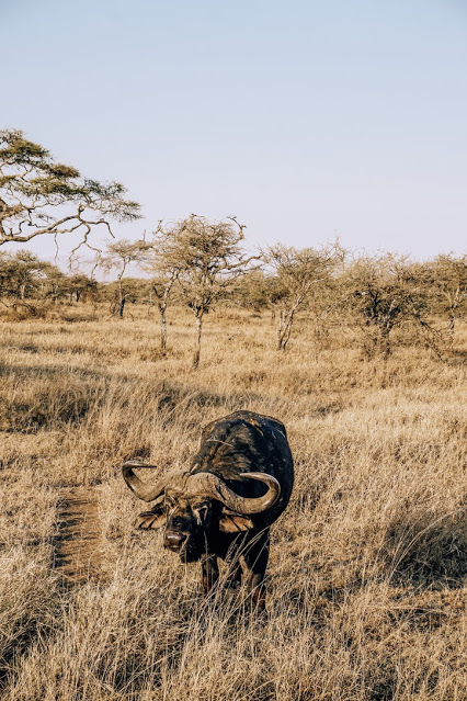 Malvina Dunder blog rozwój osobisty, relacje, podróże Afryka Tanzania safari bawół afrykański