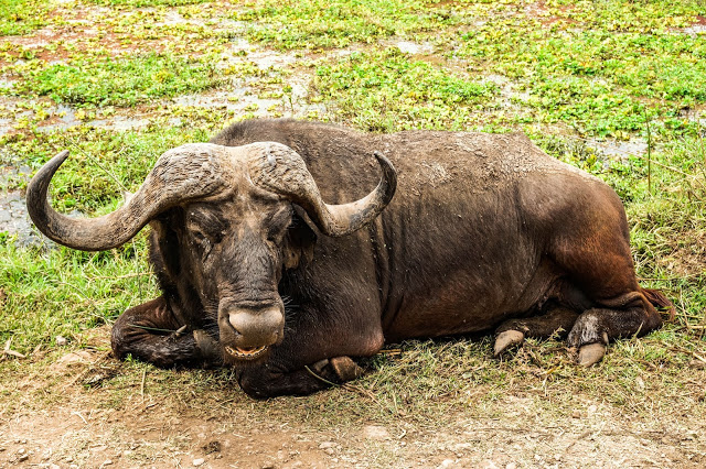 Bawół afrykański Safari Afryka Malvina Dunder blog podróże Bawół afrykański Safari Afryka Malvina Dunder blog podróże