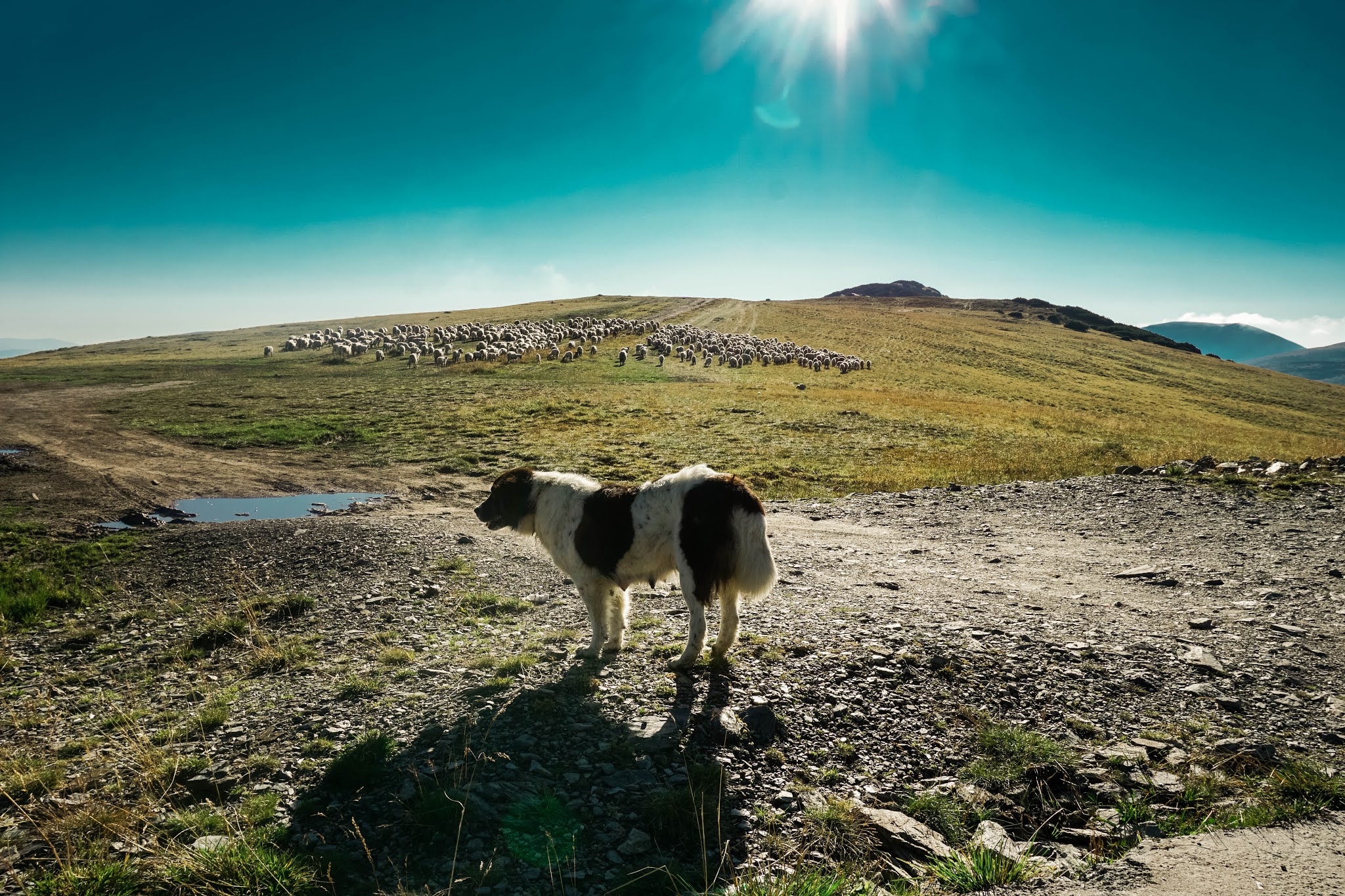 Malvina Dunder blog rozwój osobisty, relacje, podróże Rumunia góry pies pasterski owce