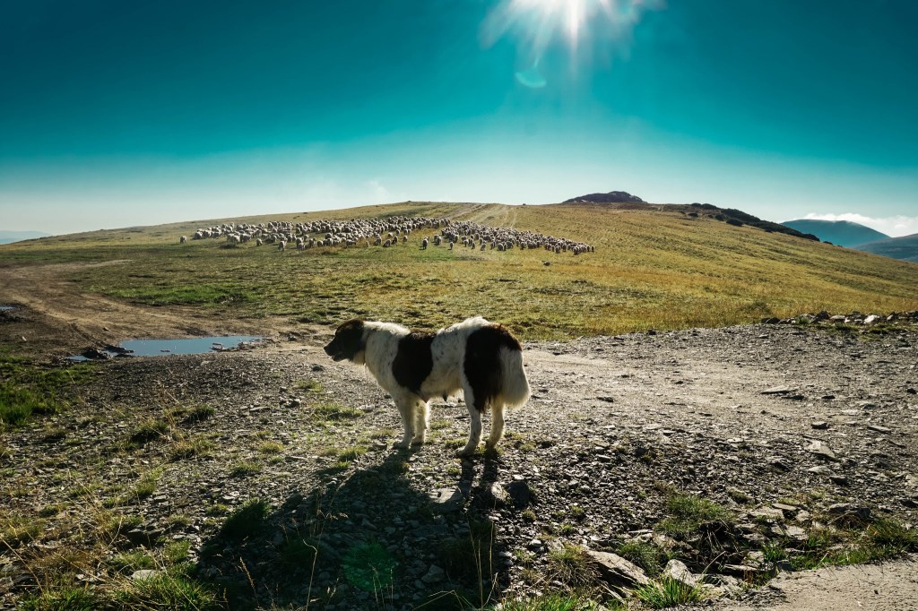 Malvina Dunder blog rozwój osobisty, relacje, podróże Rumunia góry pies pasterski owce