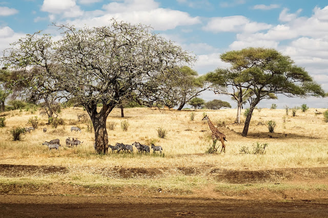 zwierzęta na safari, podróże Afryka Tanzania, Malvina Dunder blog zwierzęta na safari, podróże Afryka Tanzania, Malvina Dunder blog