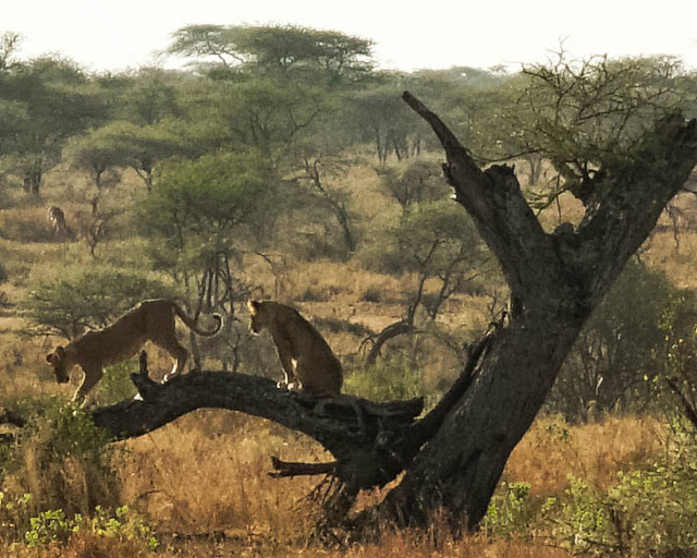Malvina Dunder blog rozwój osobisty, relacje, podróże Afryka Tanzania safari Serengeti lwy