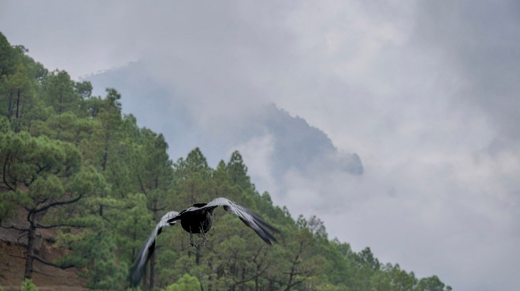 La palma, góry, las, kruk, Wyspy Kanaryjskie, kobieca energia, relacje, rozwój osobisty, Malvina Dunder