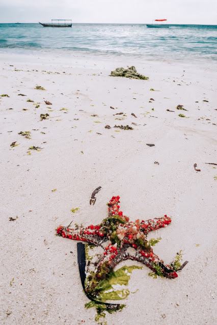 Malvina Dunder blog rozwój osobisty, relacje, podróże Zanzibar plaża rozgwiazda
