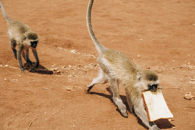 Malvina Dunder blog rozwój osobisty, relacje, podróże Afryka Tanzania safari małpy