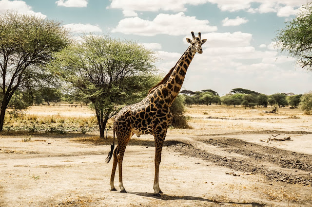 Malvina Dunder blog rozwój osobisty, relacje, podróże Afryka Tanzania safari żyrafa Manyara