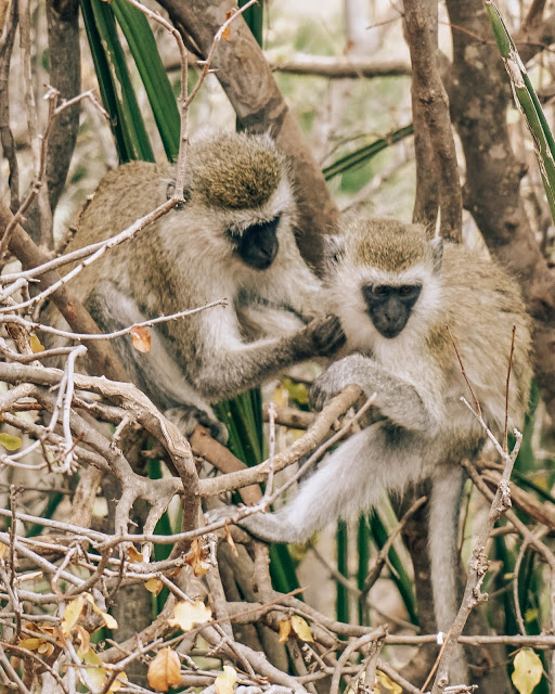 Malvina Dunder blog rozwój osobisty, relacje, podróże Afryka Tanzania safari małpy