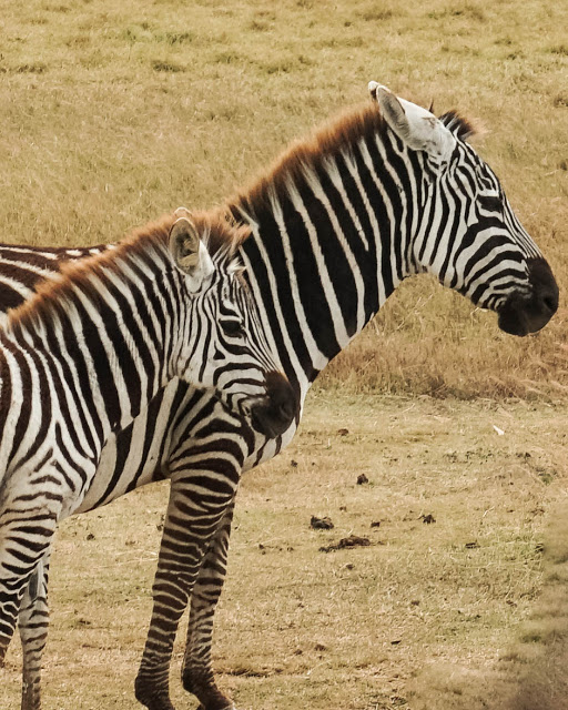 Malvina Dunder blog rozwój osobisty, relacje, podróże Afryka Tanzania safari zebry Ngoro Ngoro krater