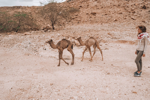 Malvina Dunder blog rozwój osobisty, relacje, podróże Jordania młode wielbłądy pustynia