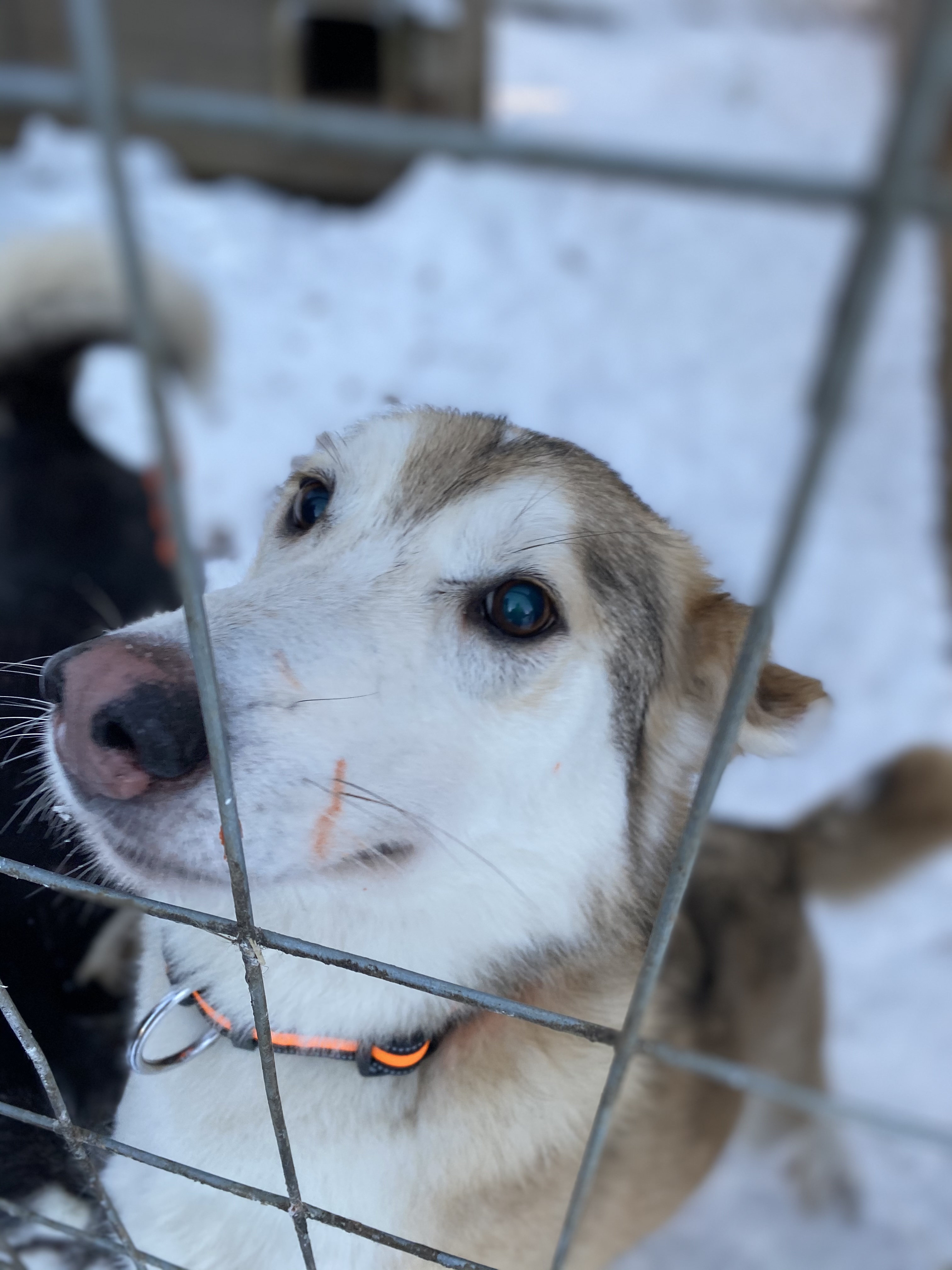 Zaprzęg psi, psów husky, Laponia, Finlandia, atrakcja, atrakcje, sanie, zima, śnieg, zwierzę mocy pies, znaczenie, przesłanie, symbolika, symbol, Kolorowe Bogate Soczyste, podróże, rozwój osobisty, Malvina Dunder