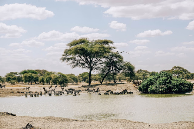 zwierzęta, safari Tanzania, Afryka, blog Malvina Dunder zwierzęta, safari Tanzania, Afryka, blog Malvina Dunder