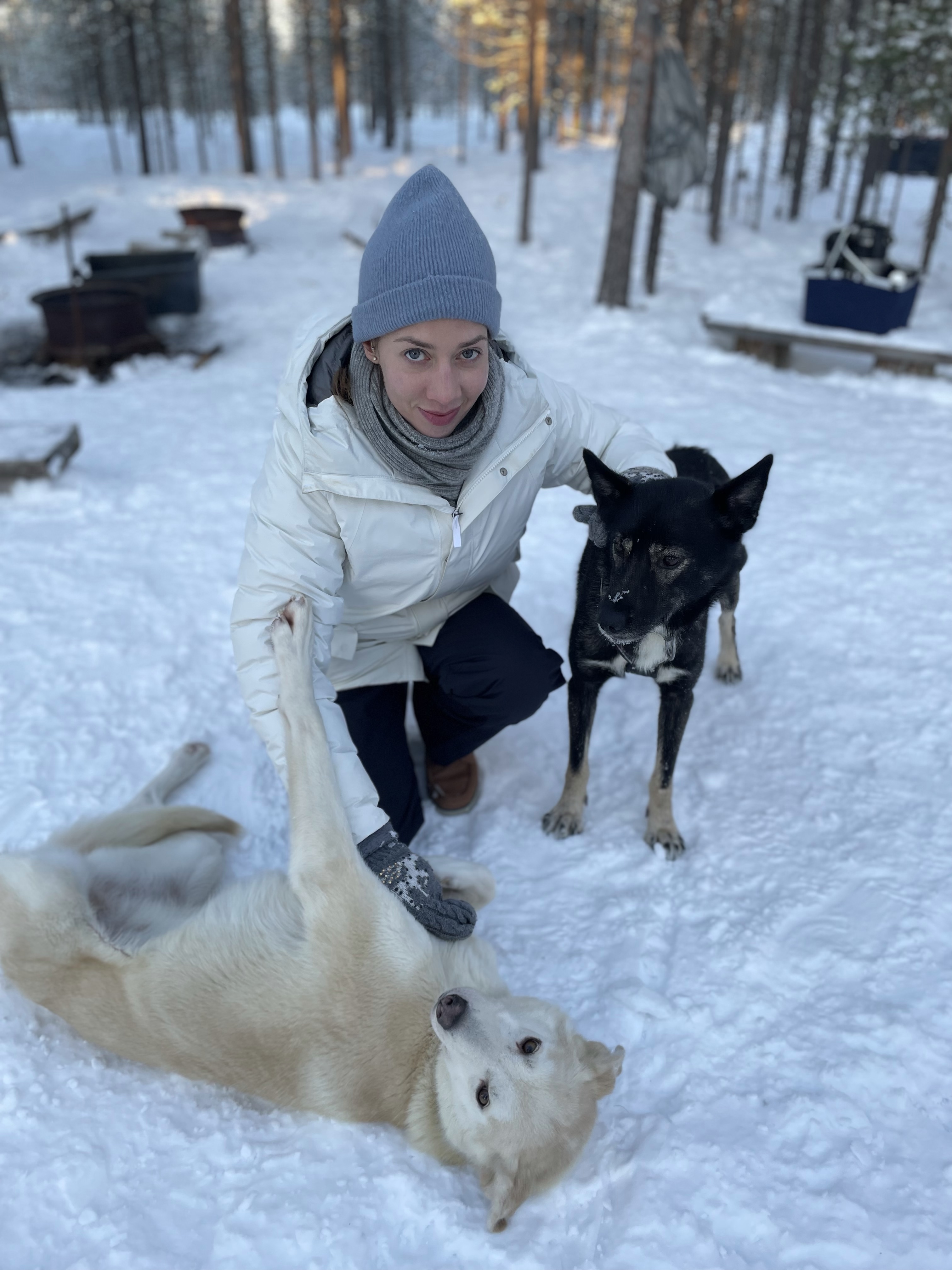 Zaprzęg psi, psów husky, Laponia, Finlandia, atrakcja, atrakcje, sanie, zima, śnieg, zwierzę mocy pies, znaczenie, przesłanie, symbolika, symbol, Kolorowe Bogate Soczyste, podróże, rozwój osobisty, Malvina Dunder