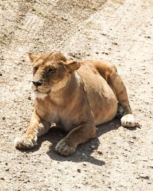 Malvina Dunder blog rozwój osobisty, relacje, podróże Afryka Tanzania safari Serengeti lwica