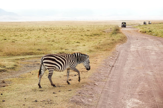 Zebry Ngoro Ngoro Safari Afryka Malvina Dunder blog podróże Zebry Ngoro Ngoro Safari Afryka Malvina Dunder blog podróże