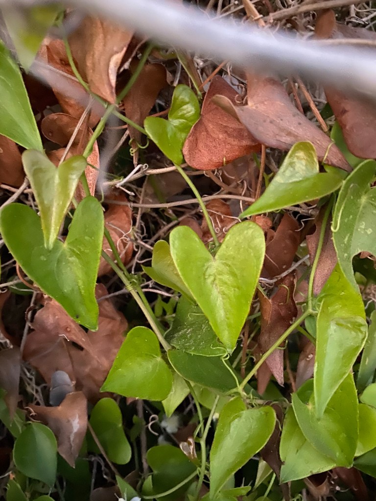 roślina liście w kształcie serca, Korfu, Corfu, Grecja, grecka wyspa, blog podróże, Malvina Dunder