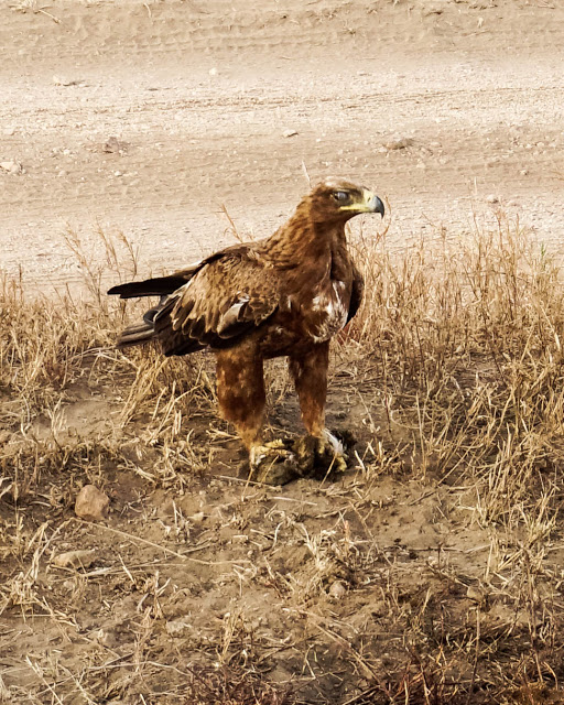 Sokół ptak Safari Afryka Malvina Dunder blog podróże Sokół ptak Safari Afryka Malvina Dunder blog podróże