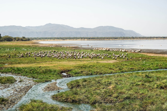 Flamingi Safari Afryka Malvina Dunder blog podróże Flamingi Safari Afryka Malvina Dunder blog podróże