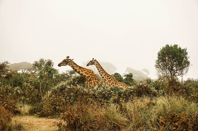 żyrafy Serengeti Safari Afryka Malvina Dunder blog podróże Żyrafy Serengeti Safari Afryka Malvina Dunder blog podróże