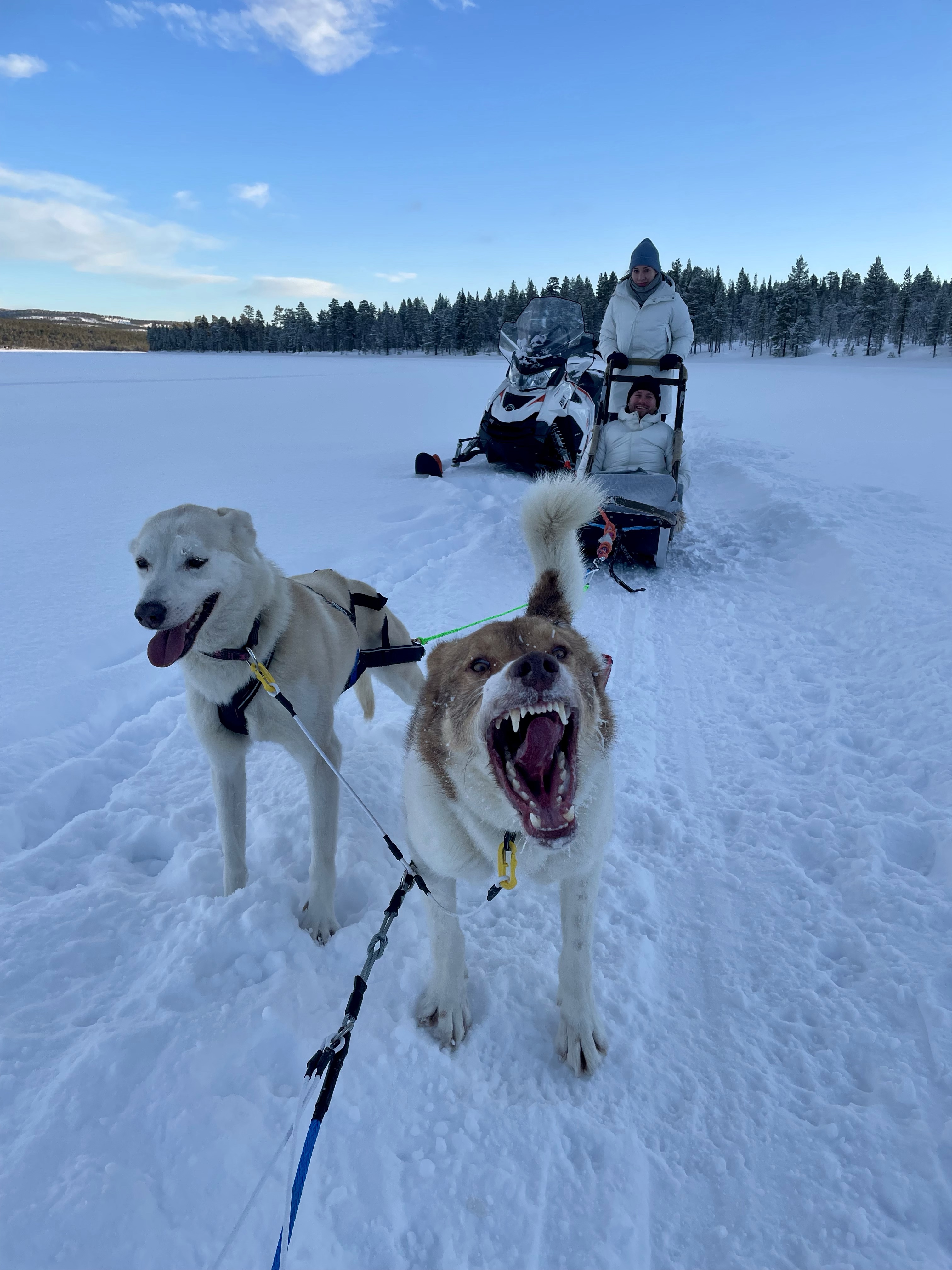 Zaprzęg psi, psów husky, Laponia, Finlandia, atrakcja, atrakcje, sanie, zima, śnieg, zwierzę mocy pies, znaczenie, przesłanie, symbolika, symbol, Kolorowe Bogate Soczyste, podróże, rozwój osobisty, Malvina Dunder