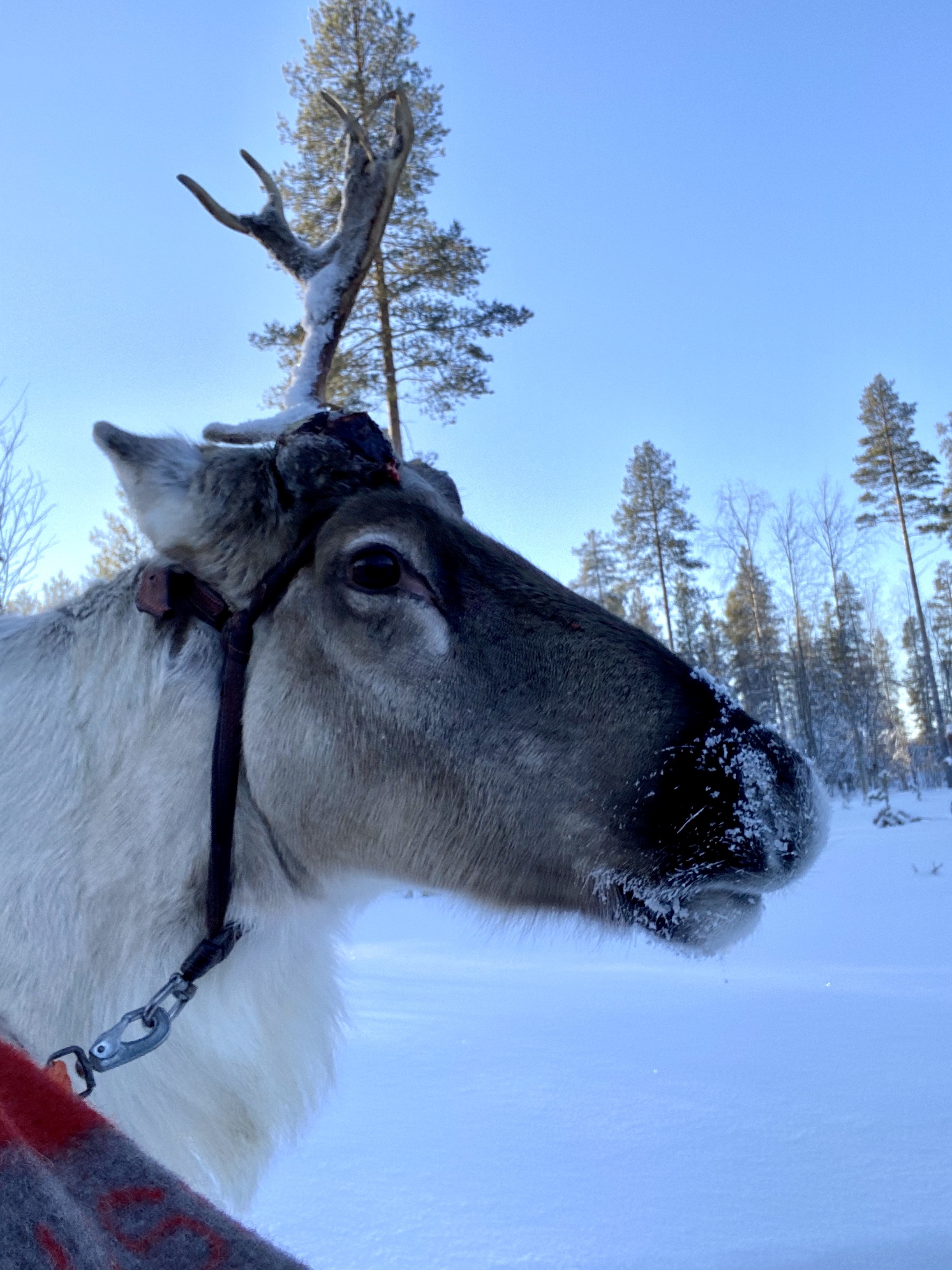 Renifery, renifer, przjażdżka, sanie, Laponia, Finlandia, Zwierzę Mocy Renifer, znaczenie, przesłanie, co to znaczy, symbolika, symbol, Kolorowe Bogate Soczyste, podróże,kobieca energia, relacje, rozwój osobisty, Malvina Dunder (2)