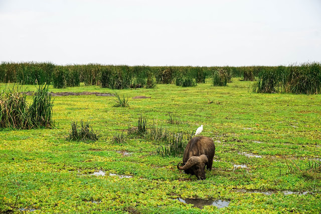 Malvina Dunder blog rozwój osobisty, relacje, podróże Afryka Tanzania safari Ngoro Ngoro bawół afrykański ibis
