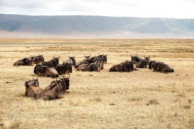 Antylopy gnu Ngoro Ngoro Safari Afryka Malvina Dunder blog podróże antylopy gnu Ngoro Ngoro krater Safari Afryka Malvina Dunder blog podróże