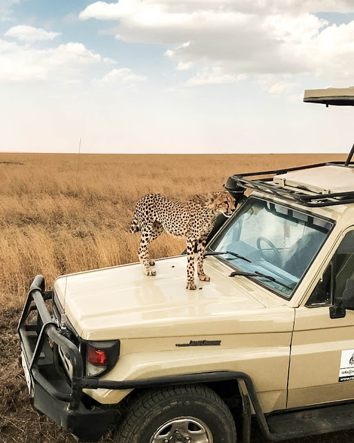 Malvina Dunder blog rozwój osobisty, relacje, podróże Afryka Tanzania safari gepard na samochodzie