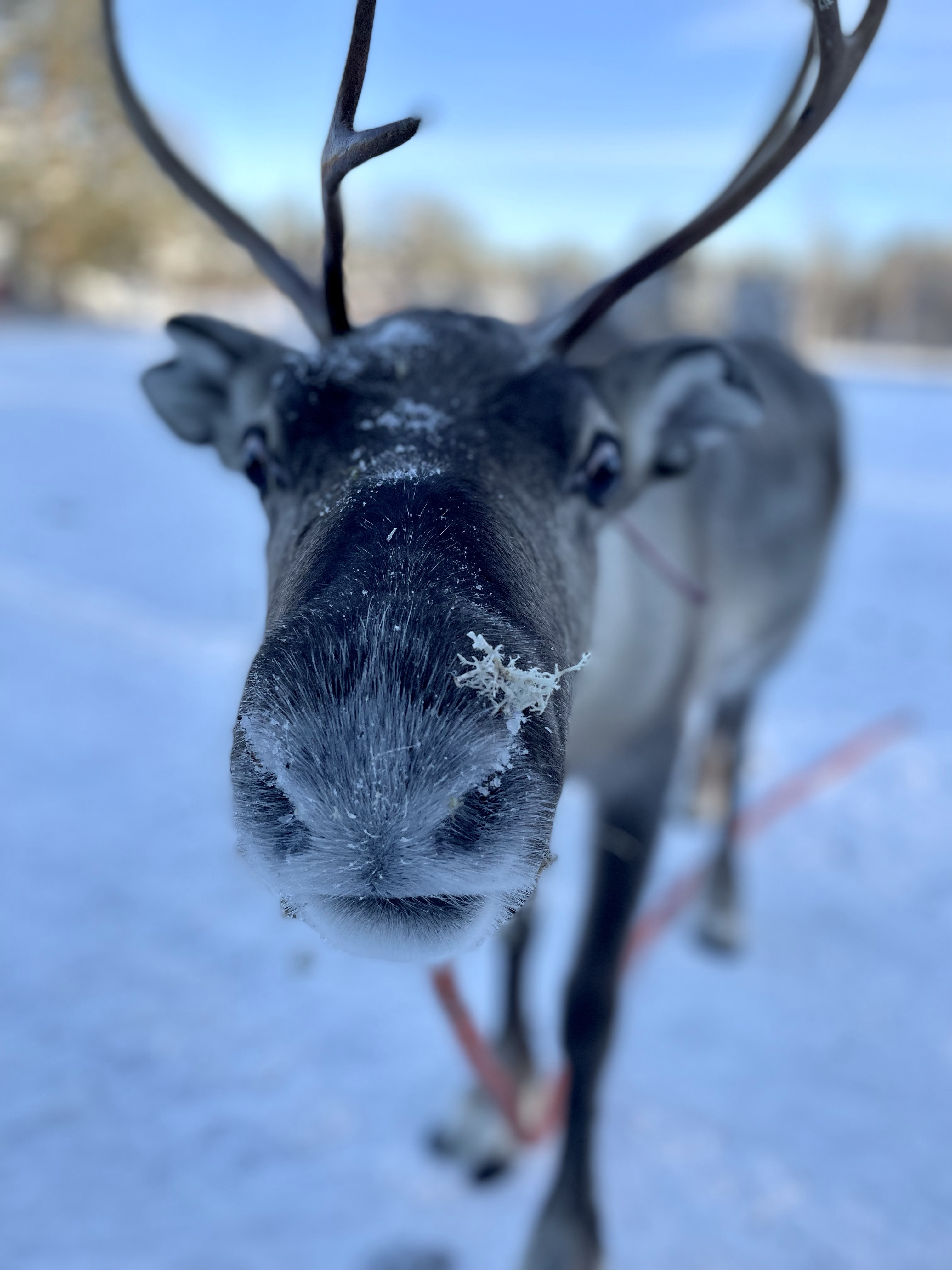Renifery, renifer, przjażdżka, sanie, Laponia, Finlandia, Zwierzę Mocy Renifer, znaczenie, przesłanie, co to znaczy, symbolika, symbol, Kolorowe Bogate Soczyste, podróże,kobieca energia, relacje, rozwój osobisty, Malvina Dunder (2)