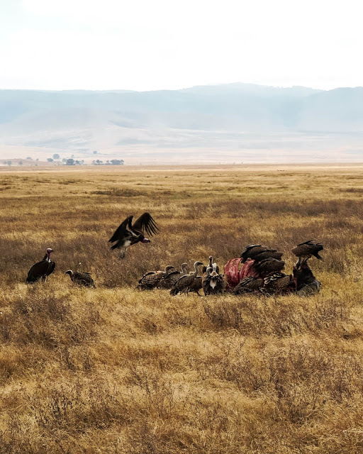 Malvina Dunder blog rozwój osobisty, relacje, podróże Afryka Tanzania safari zwierzęta padlinożerne