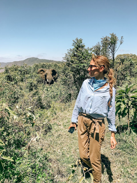 Bliskie spotkanie ze słoniem Safari Serengeti Tanzania blog Malvina Dunder spanie w namiocieSłoń Safari Serengeti Tanzania blog Malvina Dunder