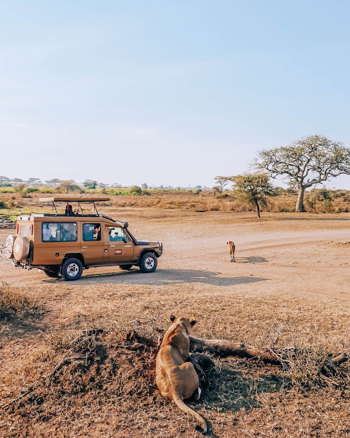 Malvina Dunder blog rozwój osobisty, relacje, podróże Afryka Tanzania safari Serengeti lwice