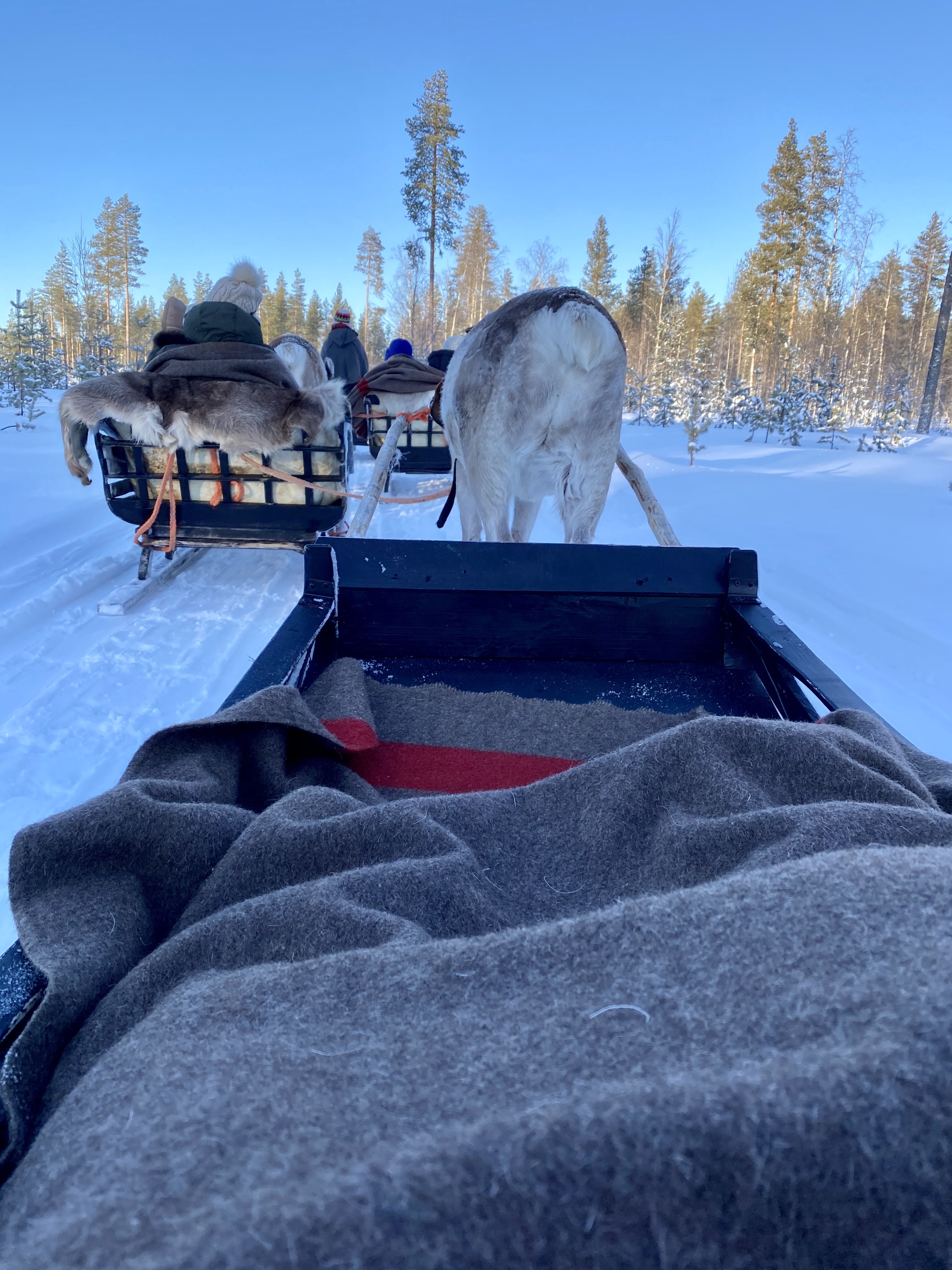 Renifery, renifer, przjażdżka, sanie, Laponia, Finlandia, Zwierzę Mocy Renifer, znaczenie, przesłanie, co to znaczy, symbolika, symbol, Kolorowe Bogate Soczyste, podróże,kobieca energia, relacje, rozwój osobisty, Malvina Dunder (2)