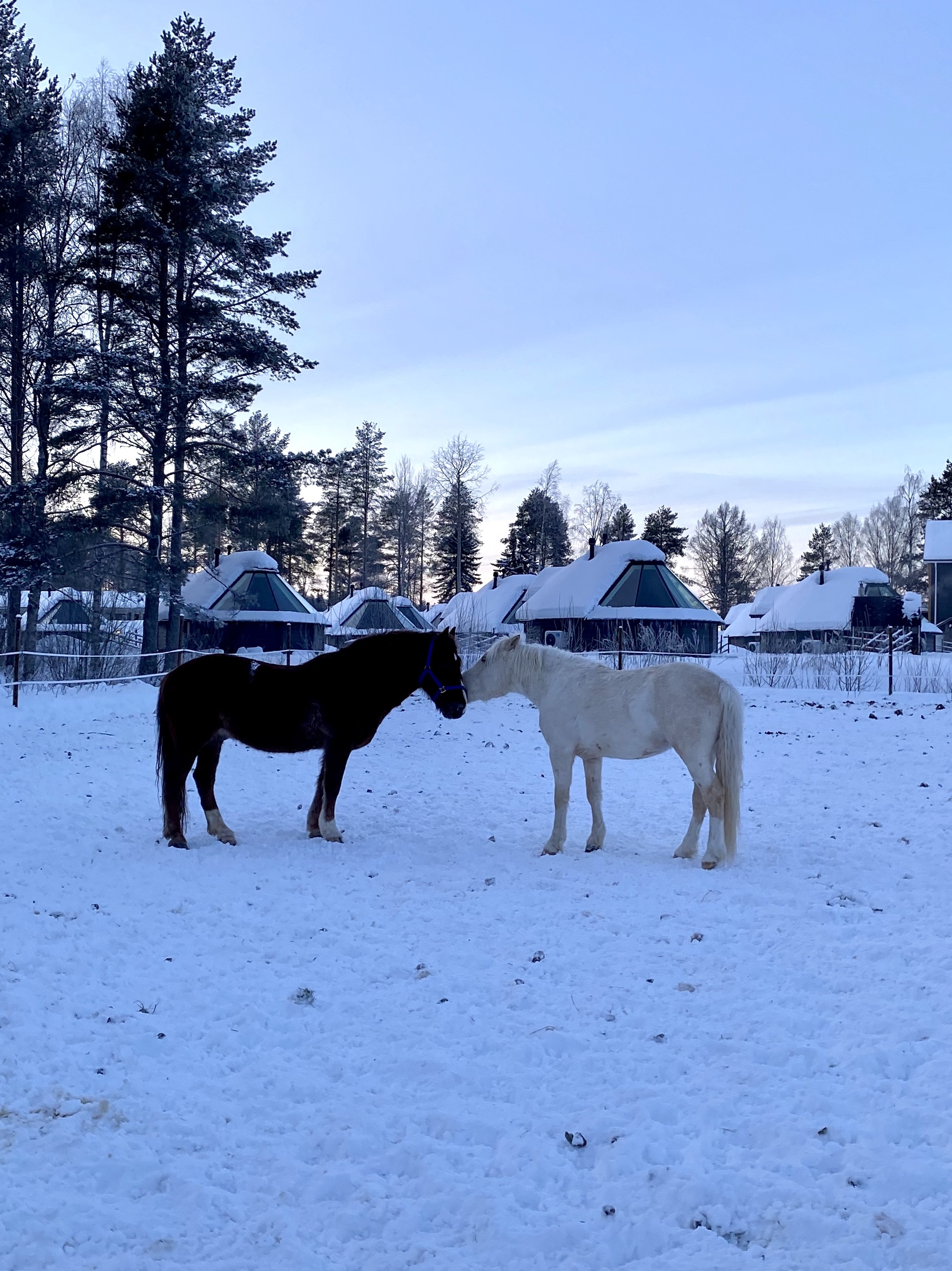 Finlandia, Laponia, podróże, podróż, Kolorowe Bogate Soczyste, podróże,kobieca energia, relacje, rozwój osobisty, Malvina Dunder