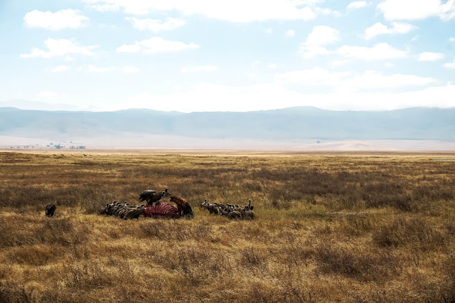 Malvina Dunder blog rozwój osobisty, relacje, podróże Afryka Tanzania safari zwierzęta padlinożerne