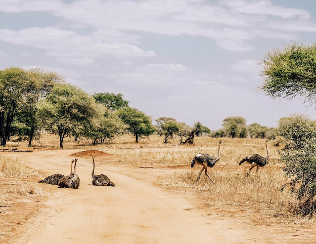 strusie Safari Afryka Malvina Dunder blog podróże strusie Safari Afryka Malvina Dunder blog podróże