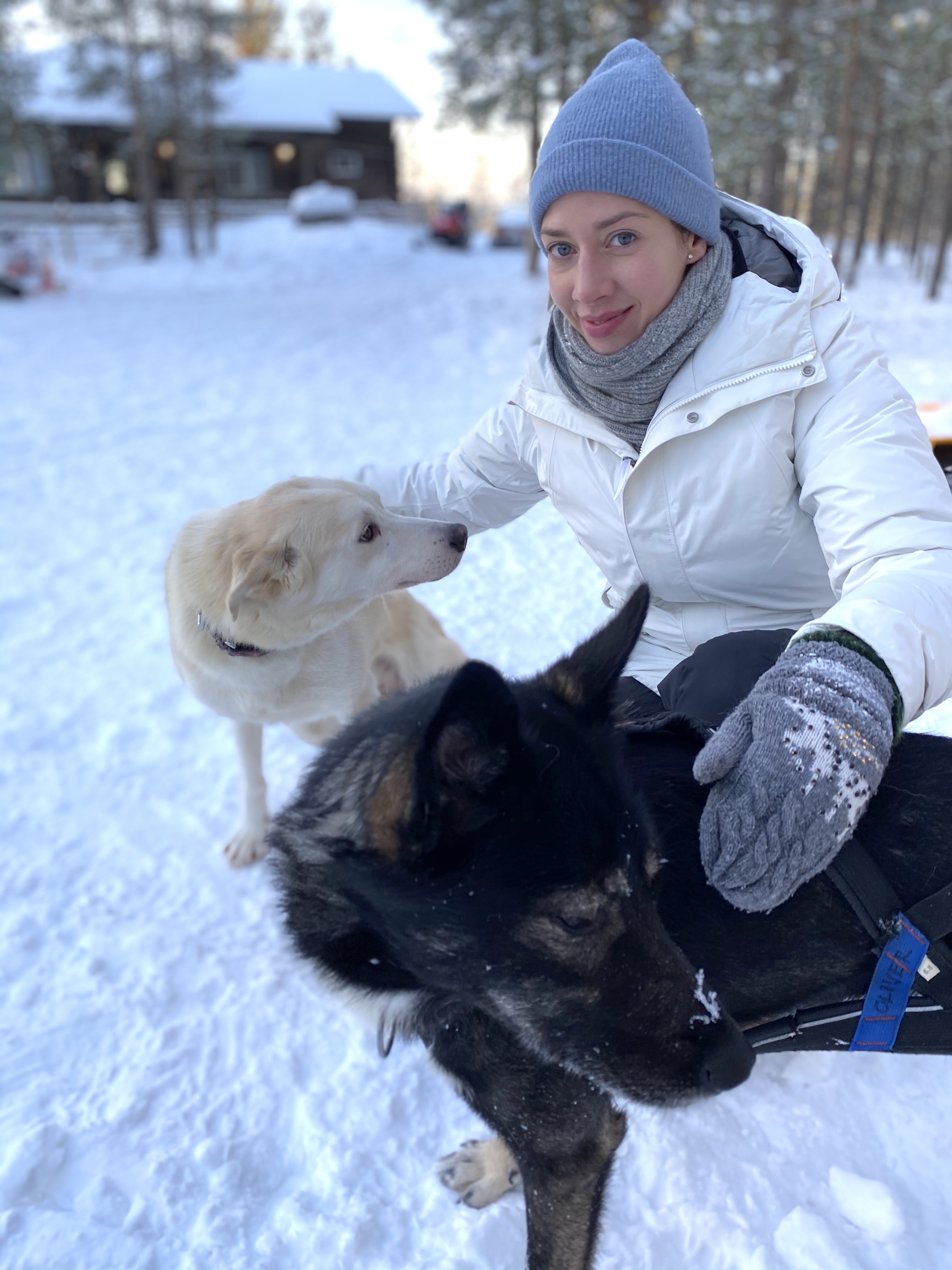 Zaprzęg psi, psów husky, Laponia, Finlandia, atrakcja, atrakcje, sanie, zima, śnieg, zwierzę mocy pies, znaczenie, przesłanie, symbolika, symbol, Kolorowe Bogate Soczyste, podróże, rozwój osobisty, Malvina Dunder