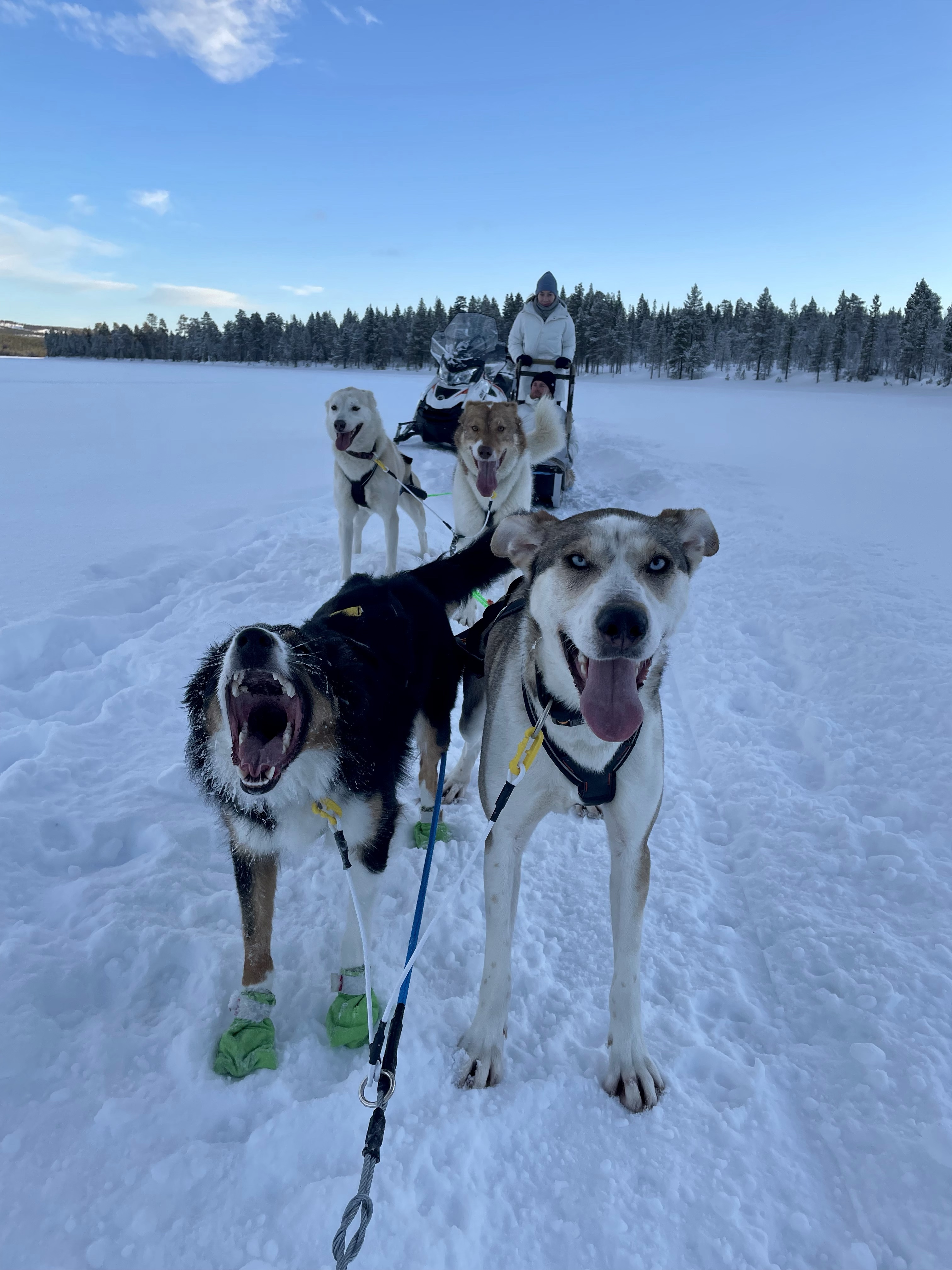 Zaprzęg psi, psów husky, Laponia, Finlandia, atrakcja, atrakcje, sanie, zima, śnieg, zwierzę mocy pies, znaczenie, przesłanie, symbolika, symbol, Kolorowe Bogate Soczyste, podróże, rozwój osobisty, Malvina Dunder