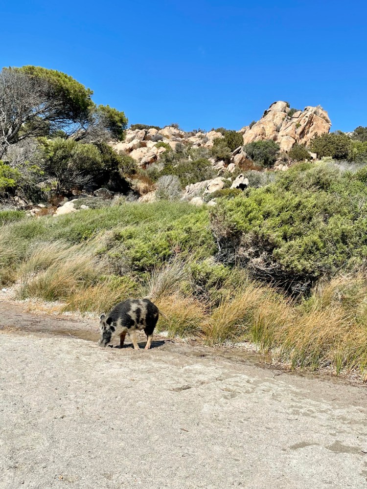 La Maddalena, Caprera, dzik, świnia, plaża, Sardynia, Kolorowe Bogate Soczyste, podróże,kobieca energia, relacje, rozwój osobisty, Malvina Dunder