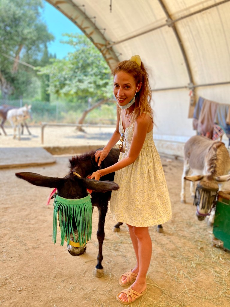 Donkey, sanktuarium schronisko dla osiołków, Korfu, Corfu, Grecja, grecka wyspa, blog podróże, Malvina Dunder